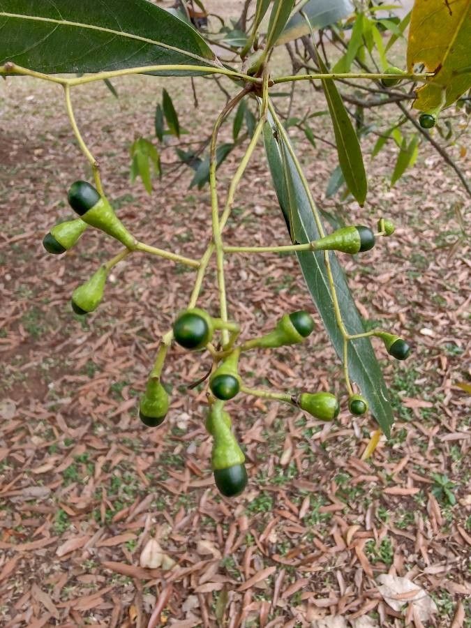 Nectandra megapotamica fruit