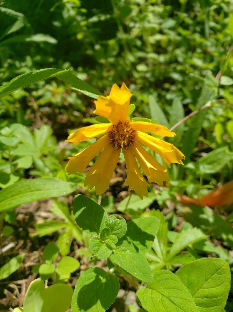 Coreopsis auriculata flower