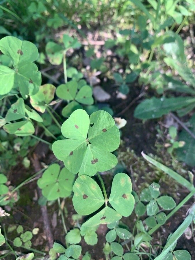 Medicago arabica leaf