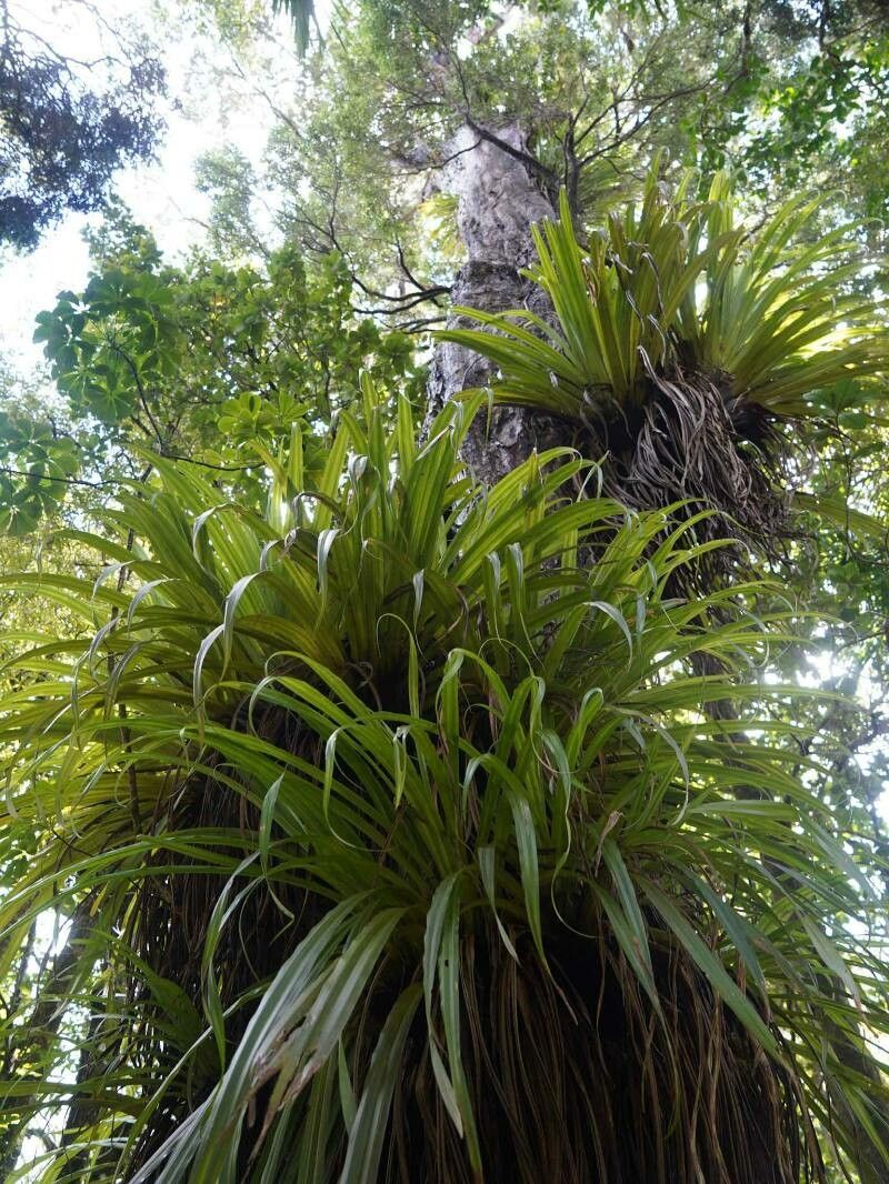 Astelia solandri — houseplant care guide