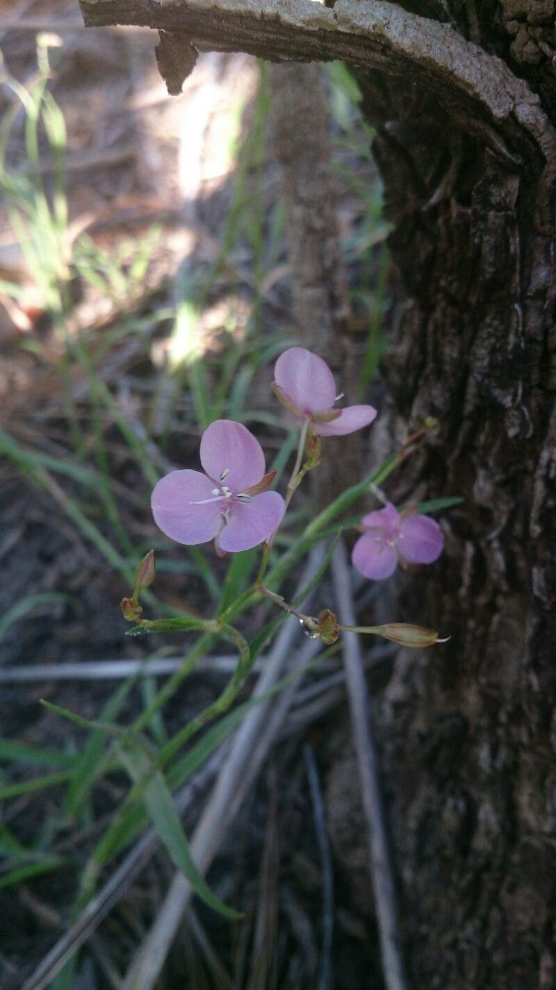 Murdannia graminea — related species from the same genus