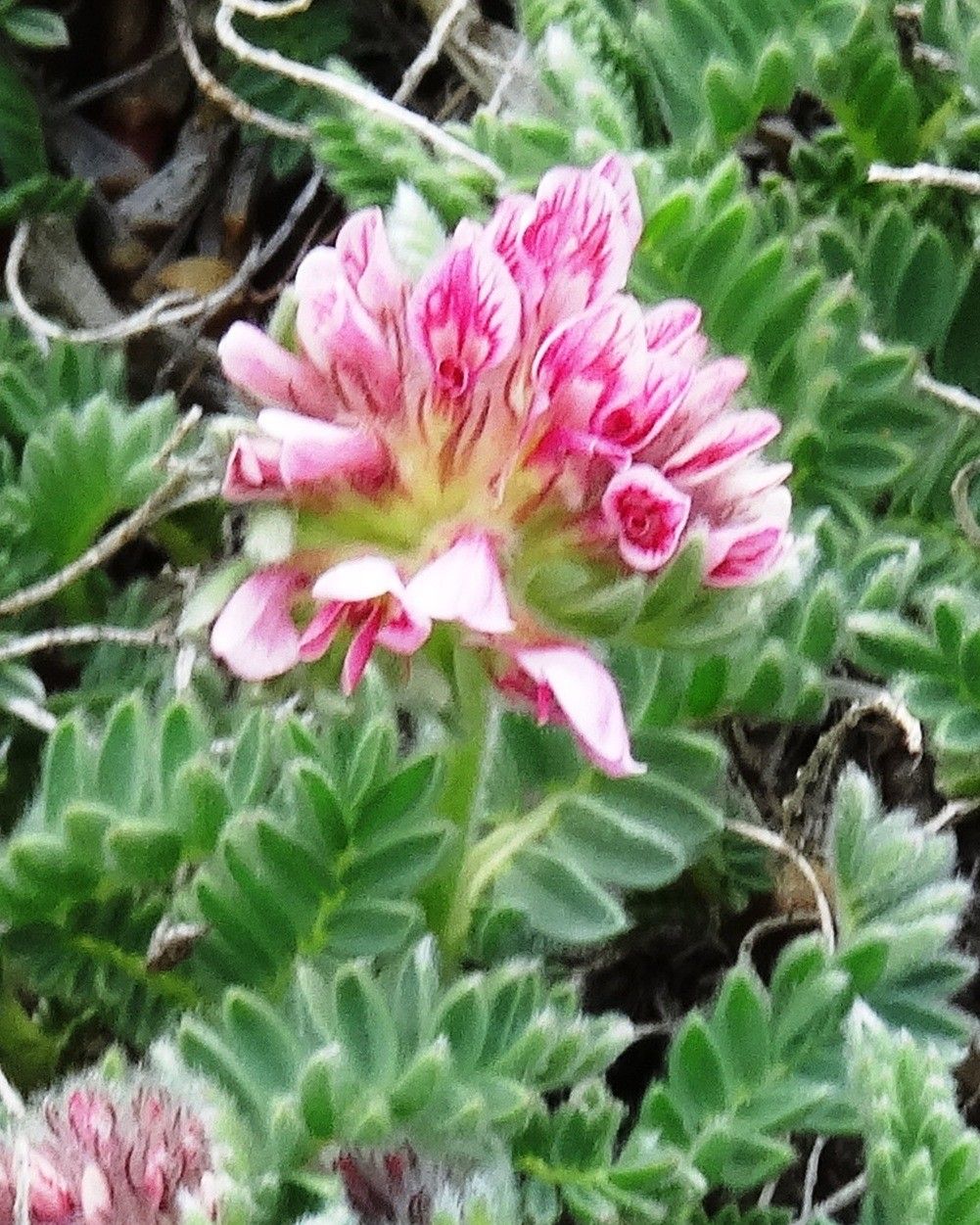 Oxytropis foucaudii flower