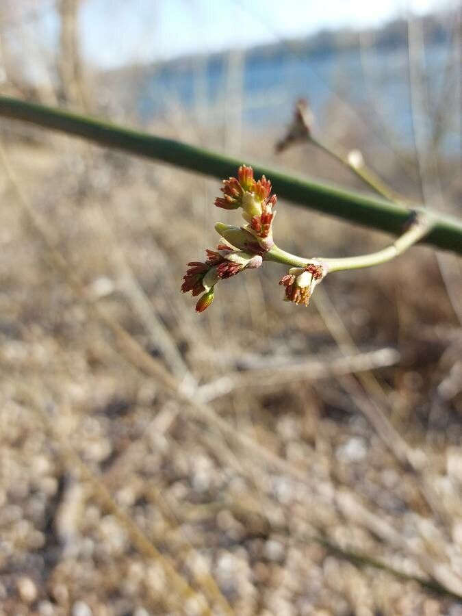 Eriogonum nudum flower