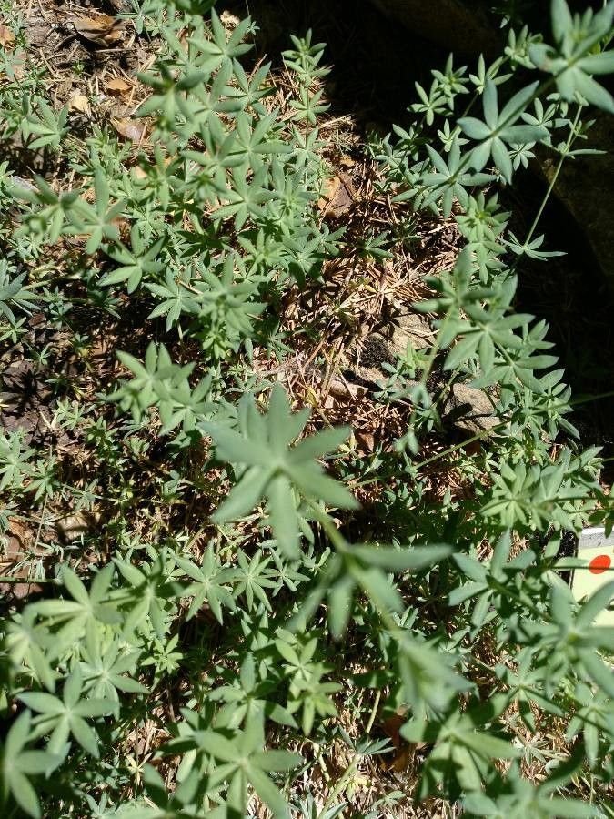 Galium pruinosum — houseplant care guide