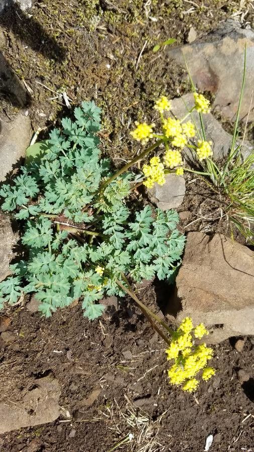 Lomatium martindalei flower