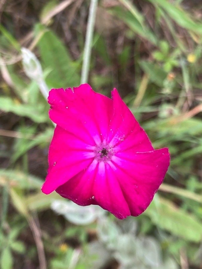 Lychnis coronaria flower