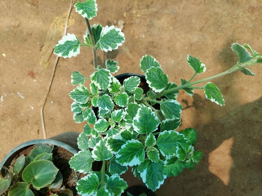 Plectranthus forsteri habit