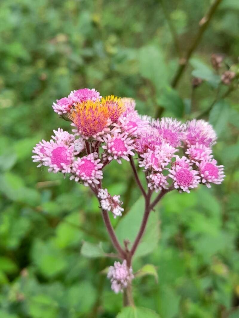 Urolepis hecatantha flower