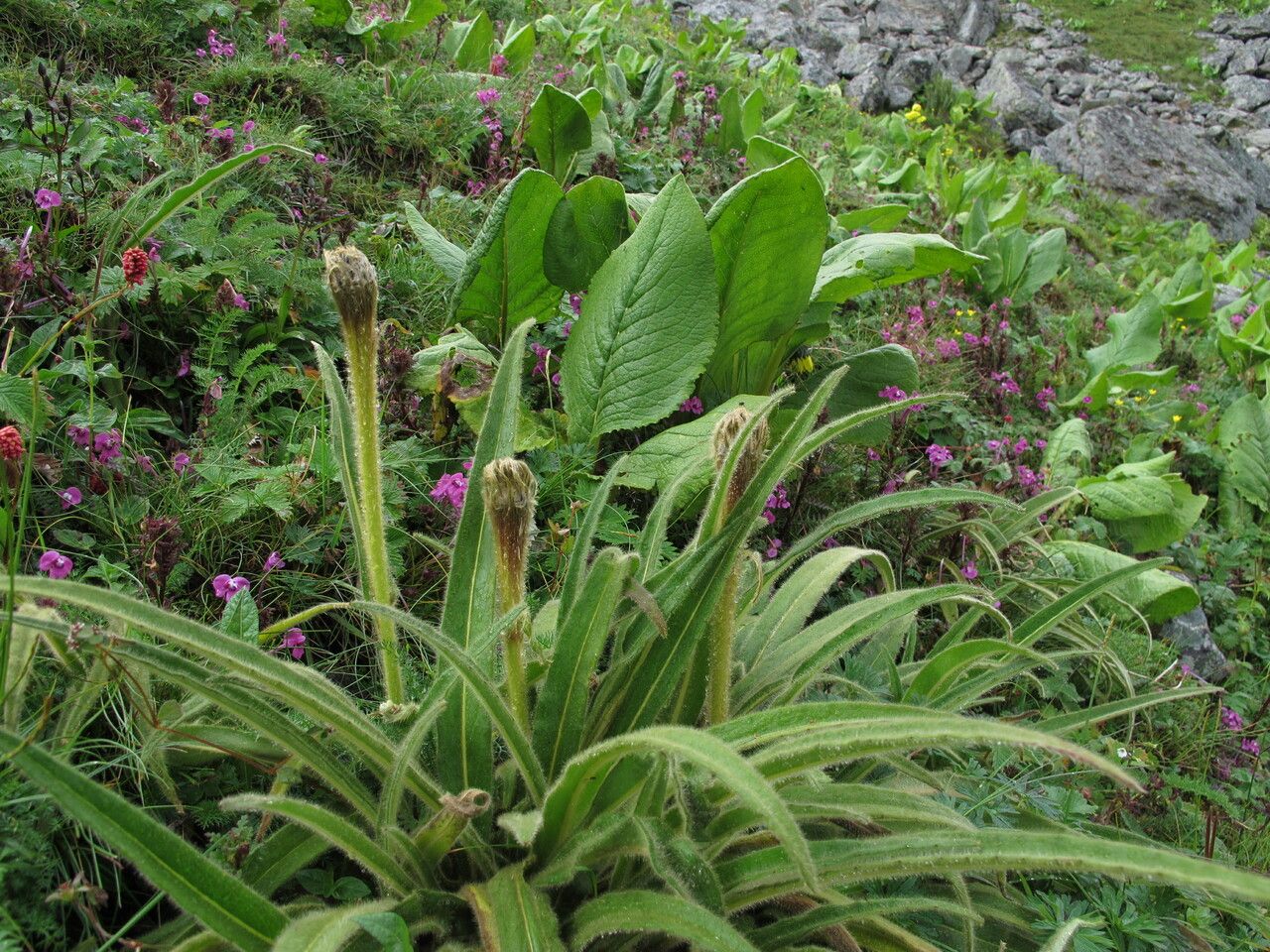 Saussurea chrysotricha habit