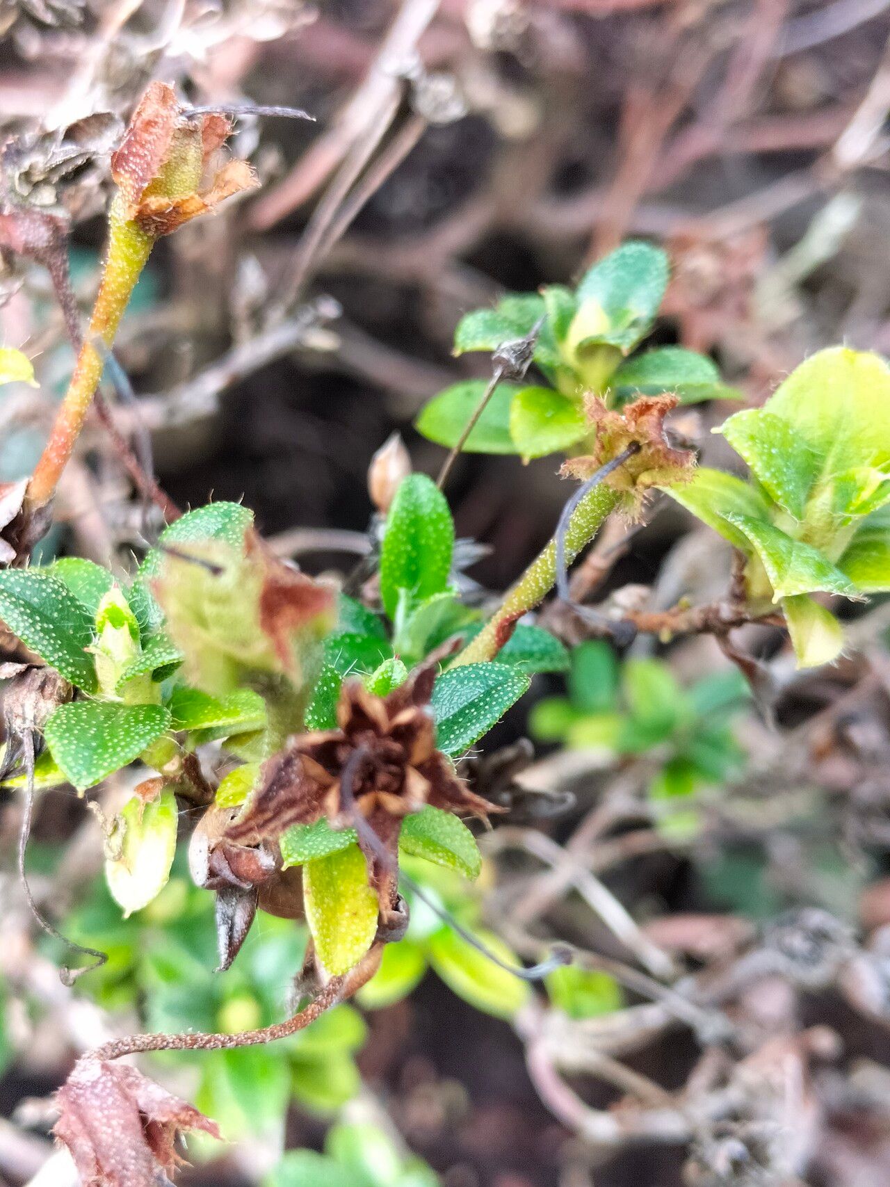 Rhododendron keleticum flower
