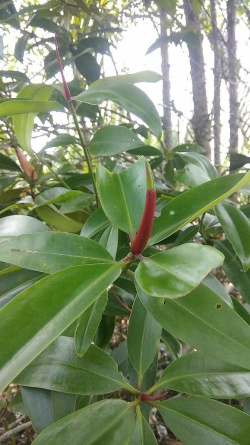 Rhizophora apiculata bark