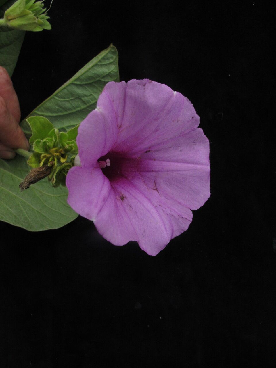 Argyreia roxburghii habit