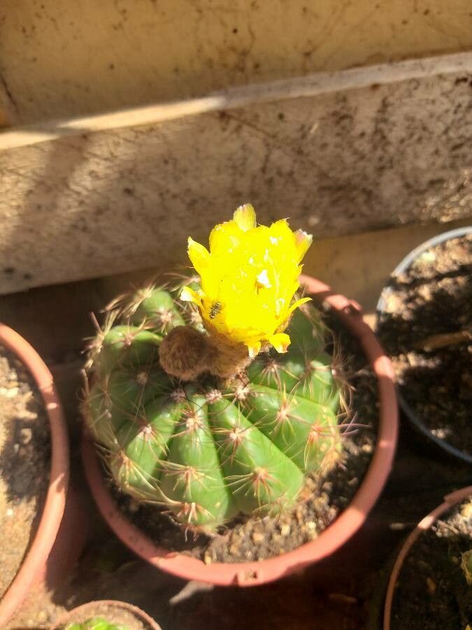 Parodia ottonis flower