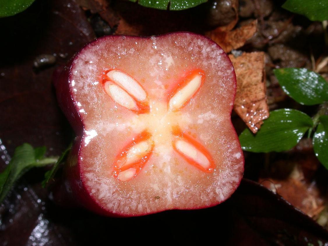 Clusia gracilis other