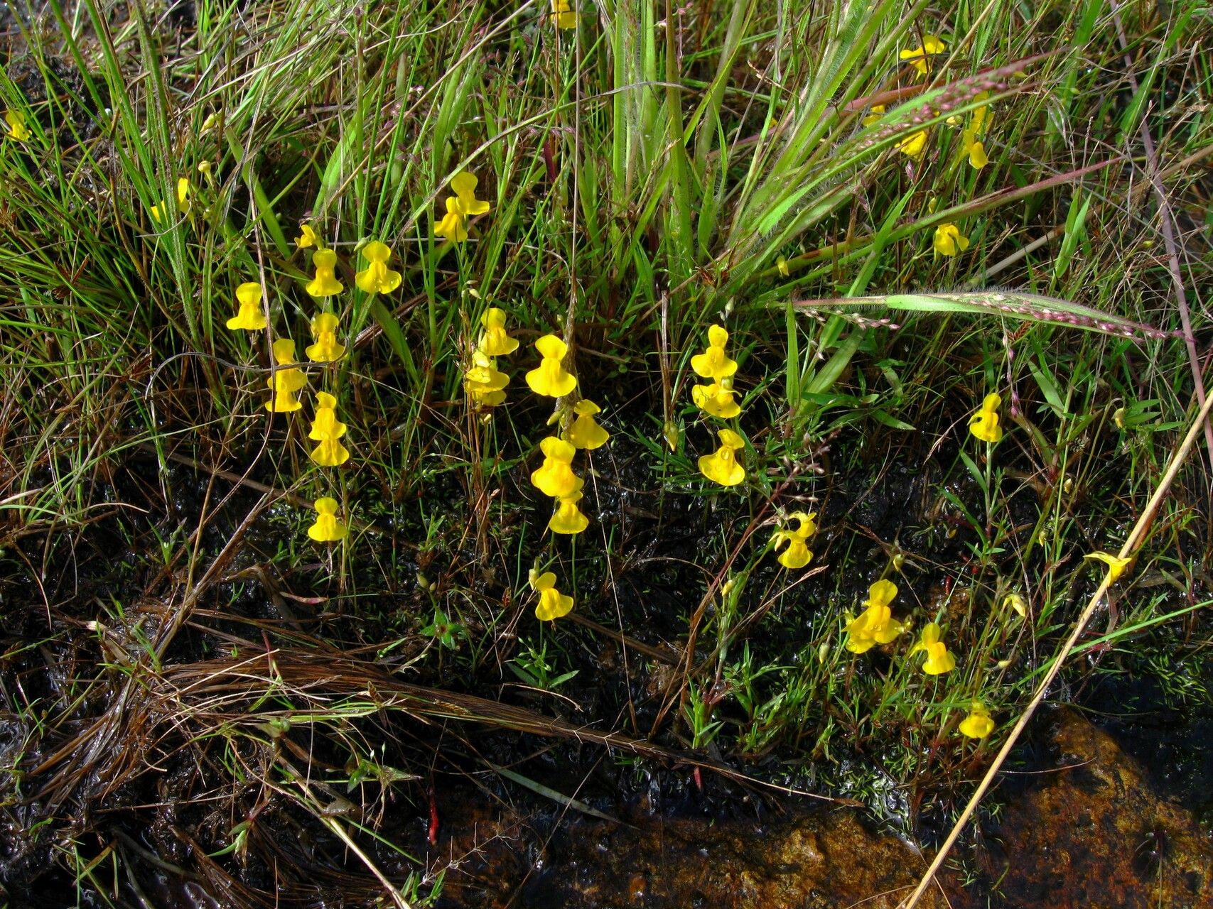 Utricularia scandens habit