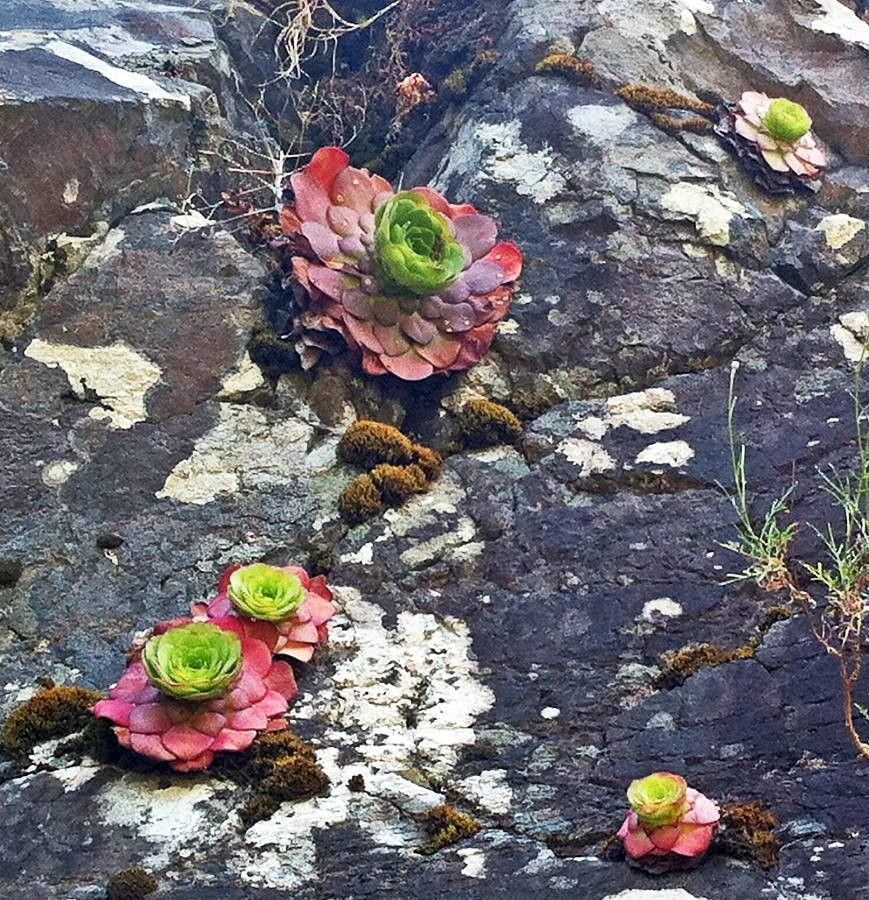 Aeonium glutinosum — search result for 'Aeonium'