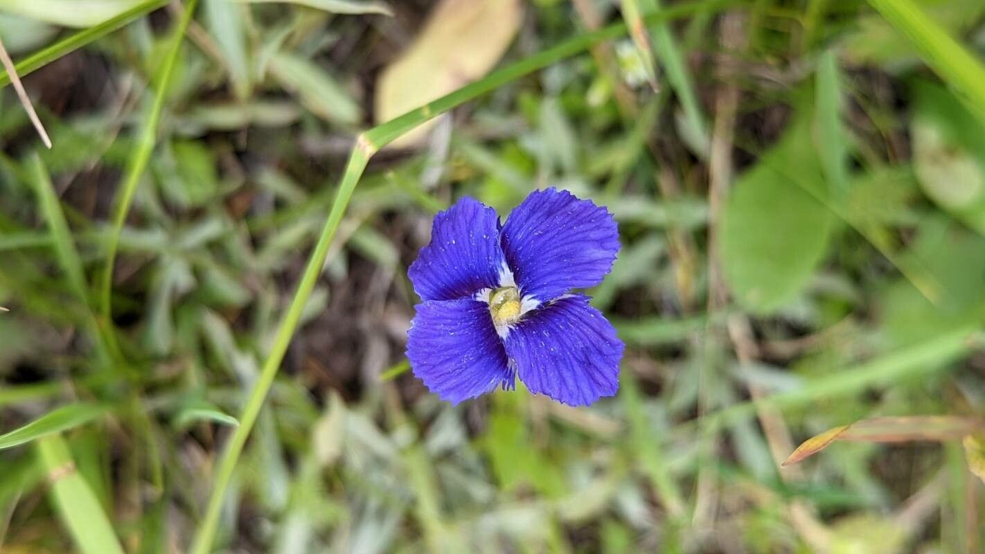 Gentianopsis thermalis flower