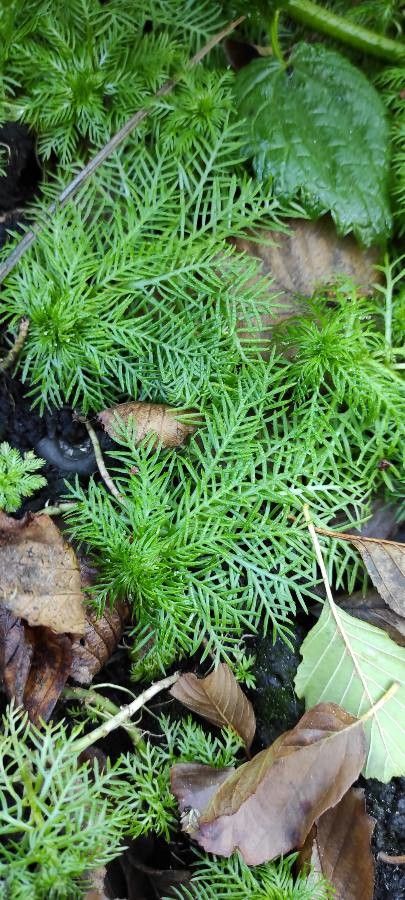 Hottonia palustris — search result for 'Primulaceae'