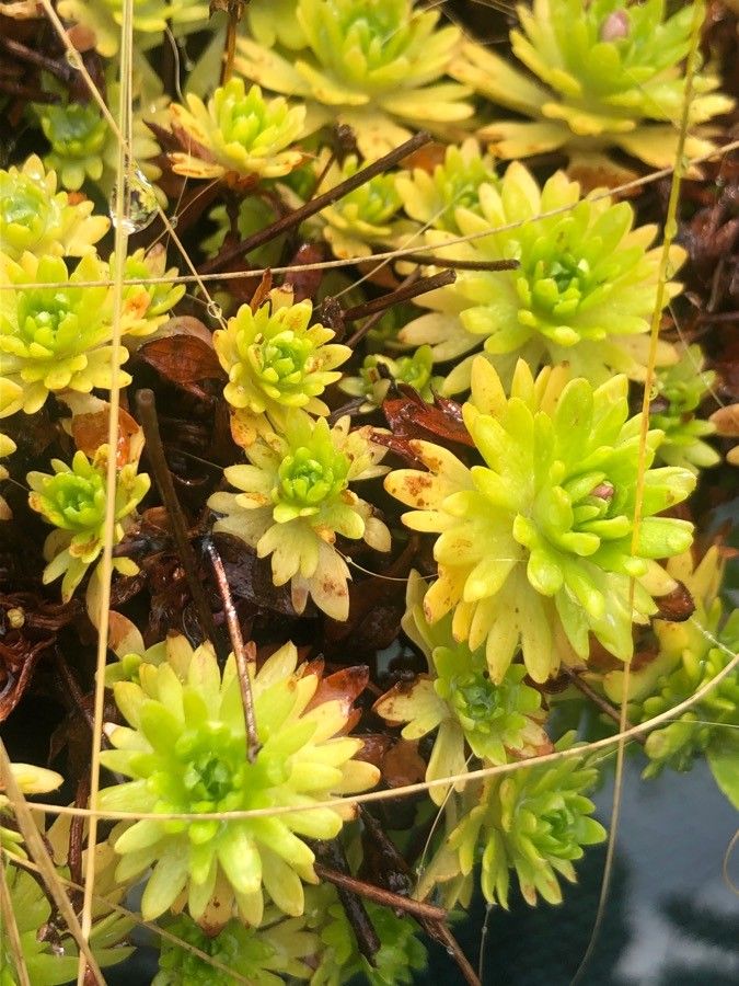 Saxifraga exarata — search result for 'Saxifraga'