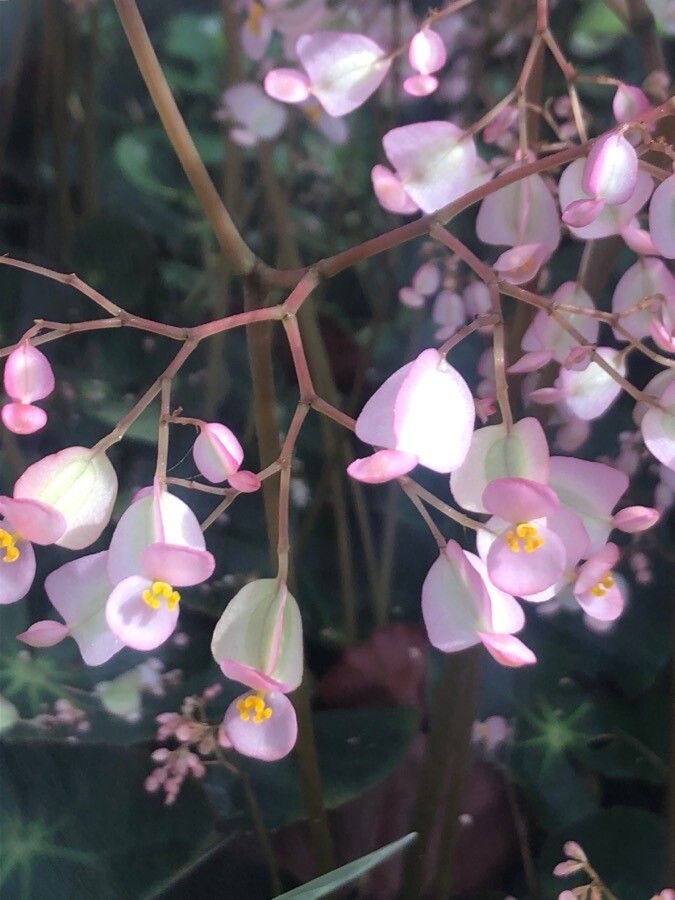 Begonia hydrocotylifolia flower