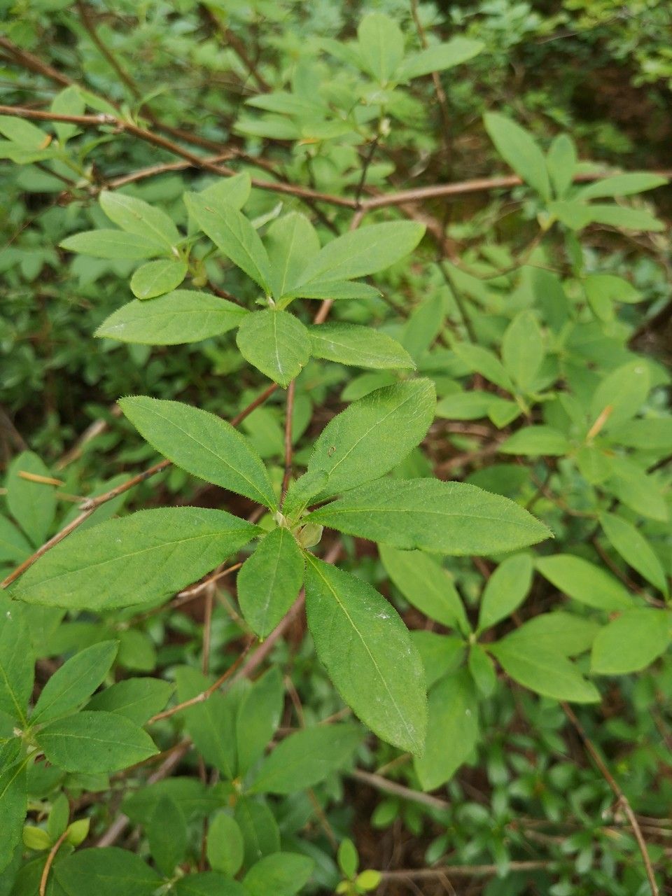 Menziesia ferruginea leaf