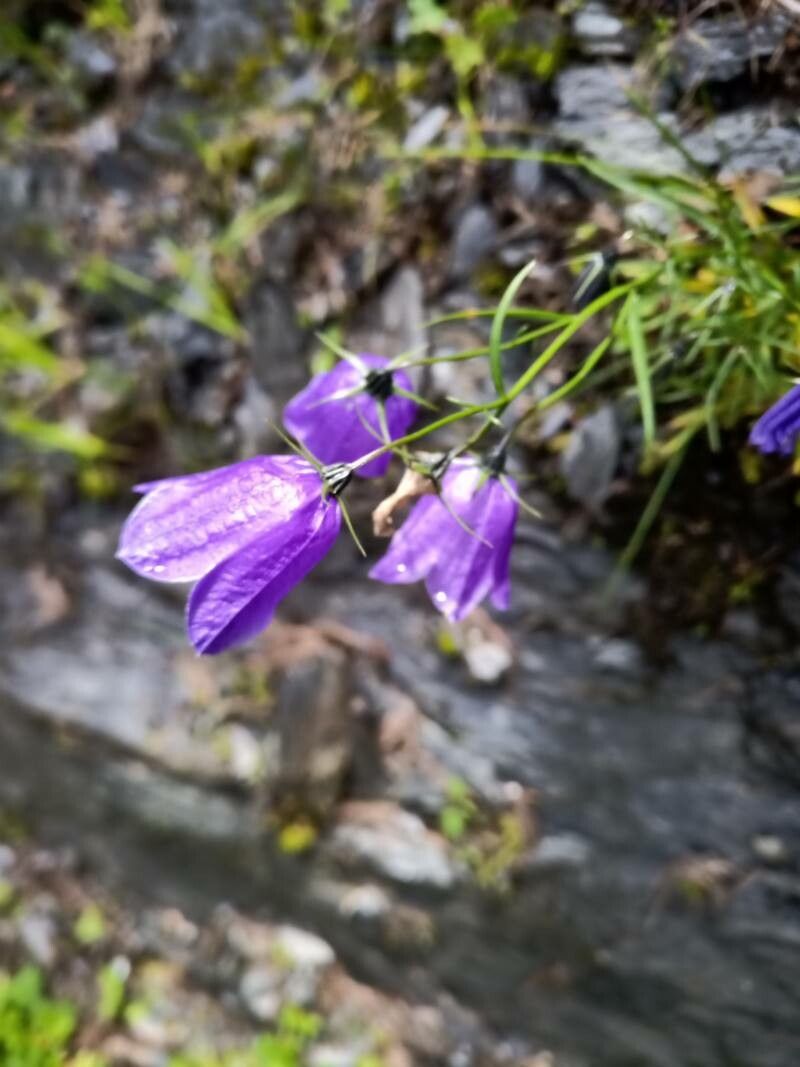 Campanula giesekiana flower