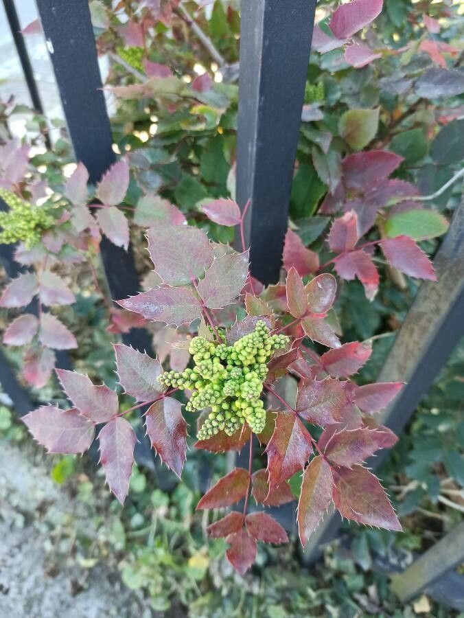 Berberis repens fruit