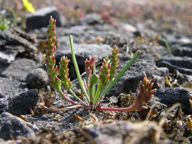 Plantago pusilla habit