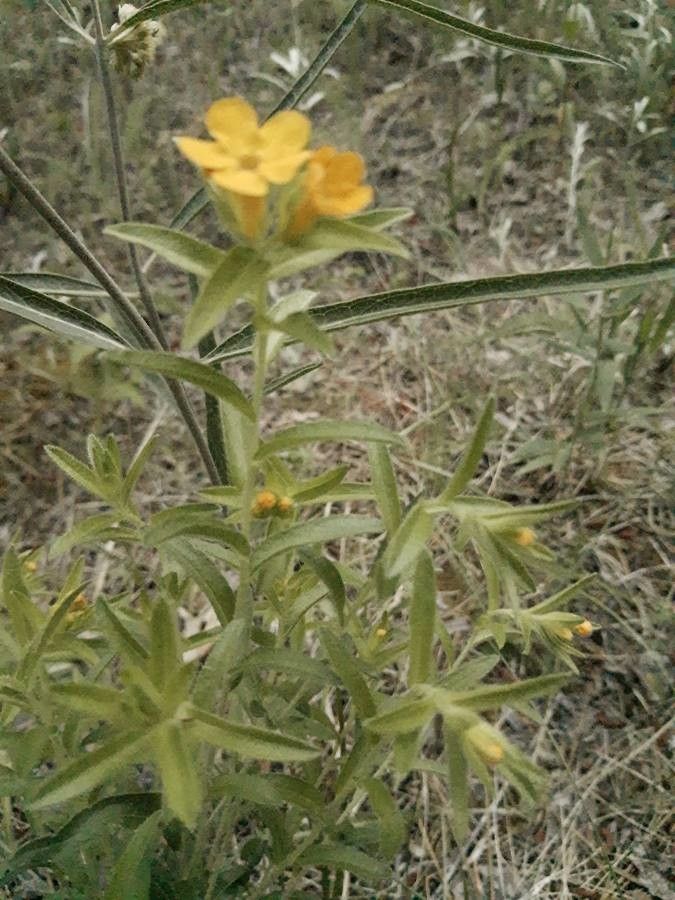 Lithospermum canescens habit