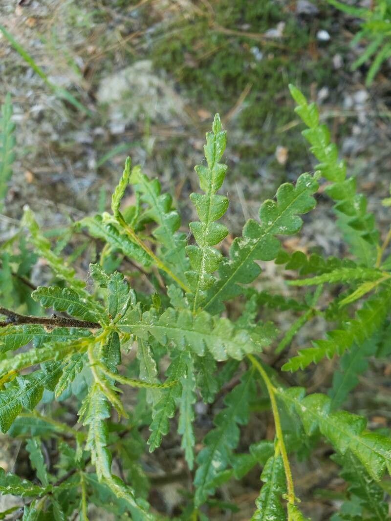 Comptonia peregrina — search result for 'Georgia'