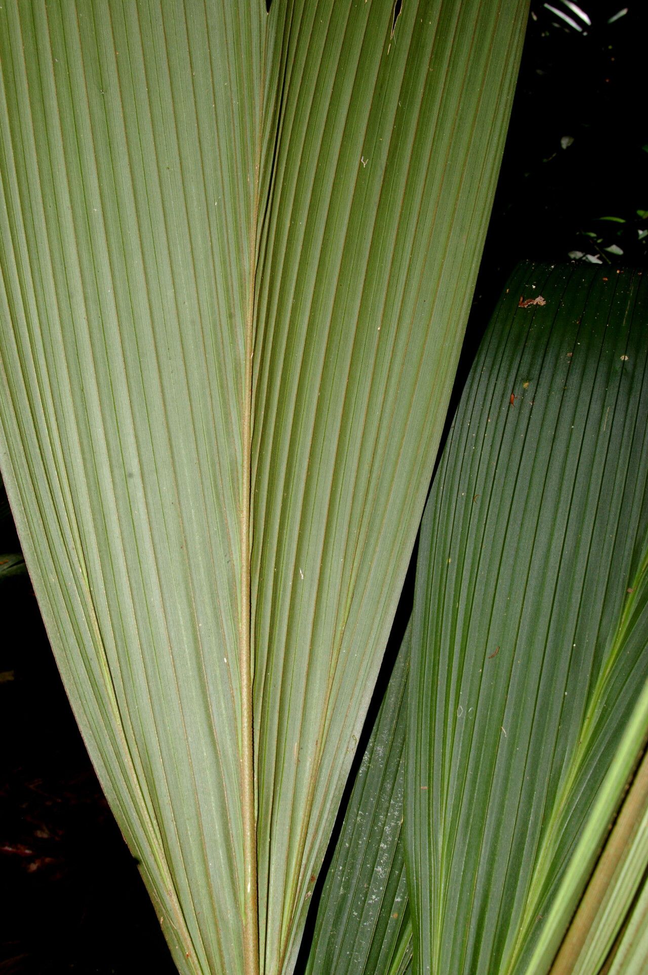 Asplundia uncinata — houseplant care guide