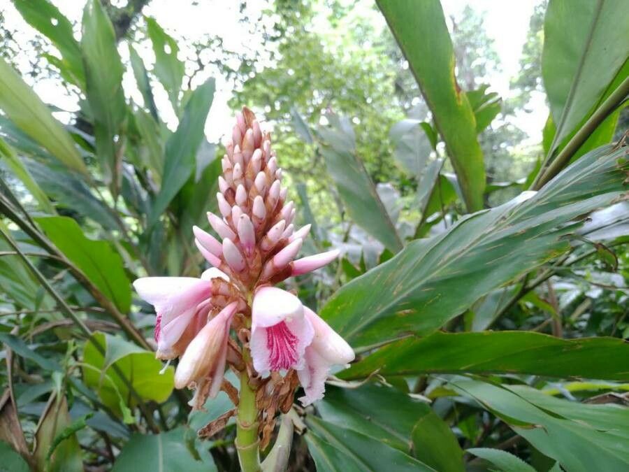 Alpinia shimadae flower