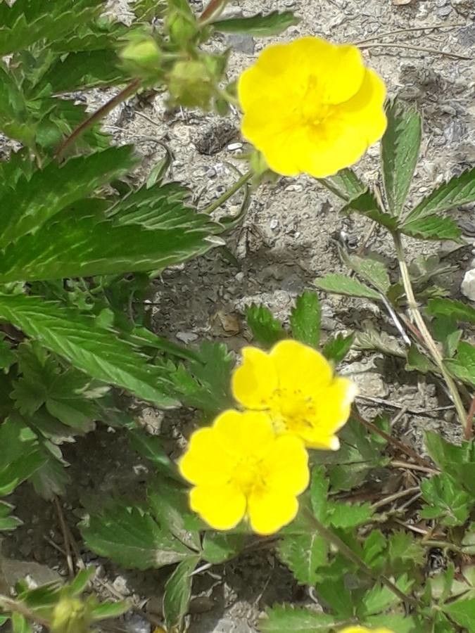Potentilla delphinensis other