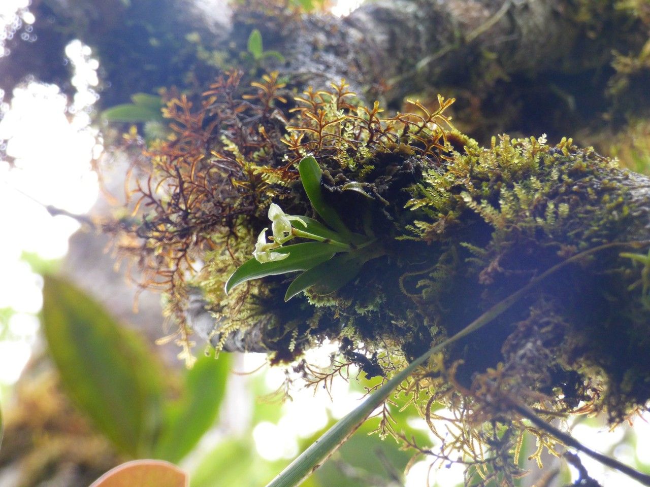 Angraecum crassifolium habit