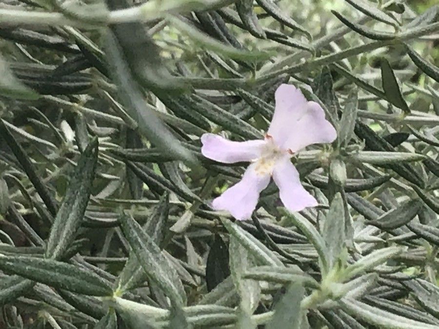 Westringia longifolia flower