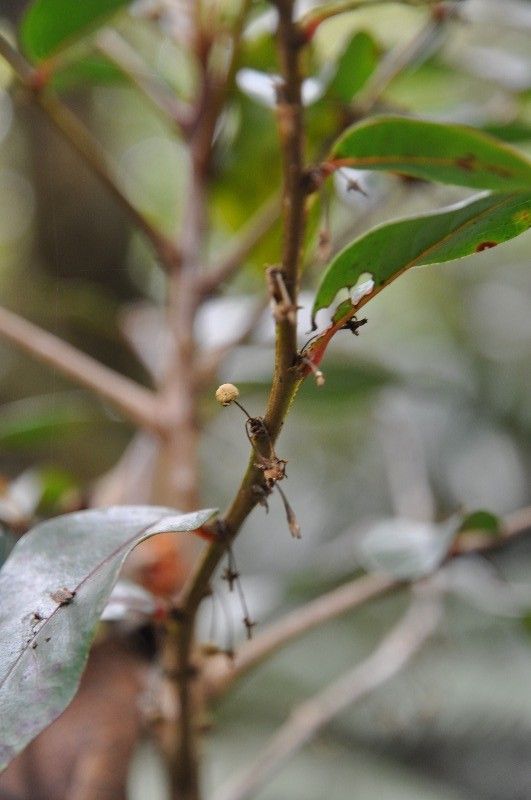 Phyllanthus phillyreifolius fruit