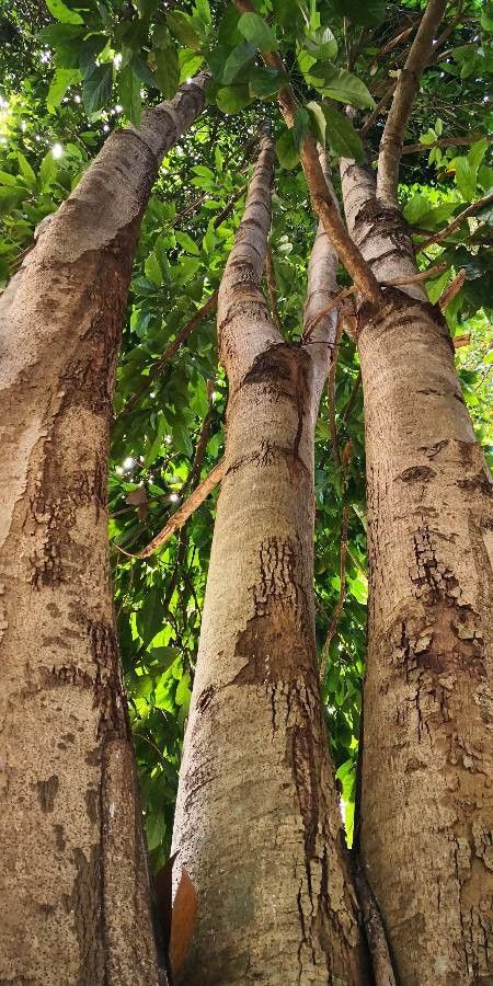 Scaphium scaphigerum bark