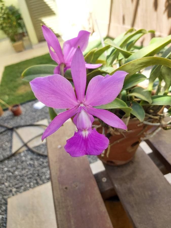 Cattleya walkeriana flower
