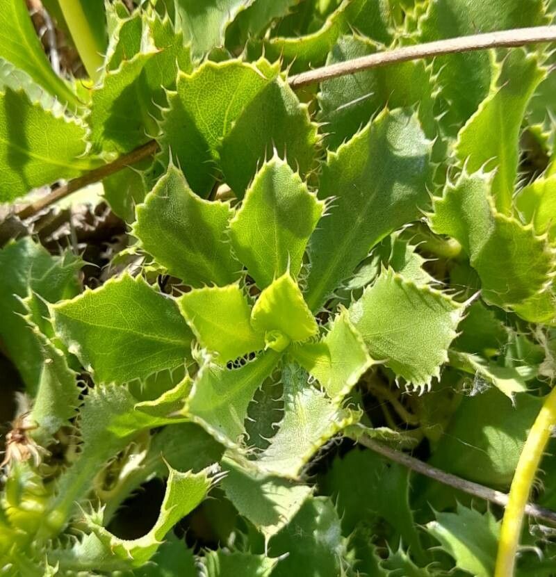 Haplopappus macrocephalus — related species from the same genus