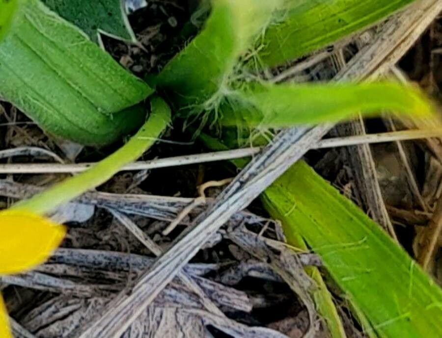 Hypoxis decumbens — search result for 'Liliaceae'