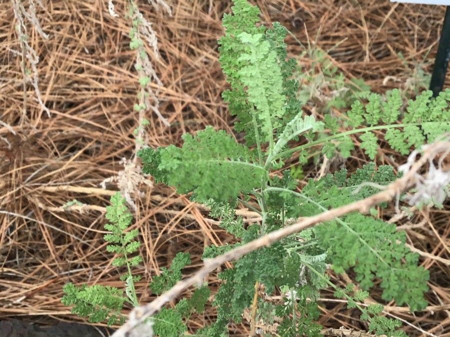 Lotus holosericeus leaf