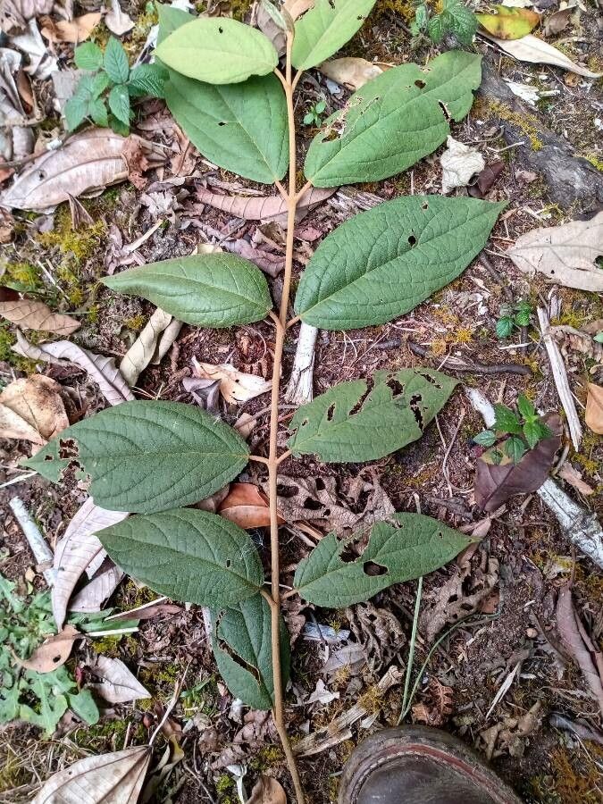 Viburnum anabaptista leaf