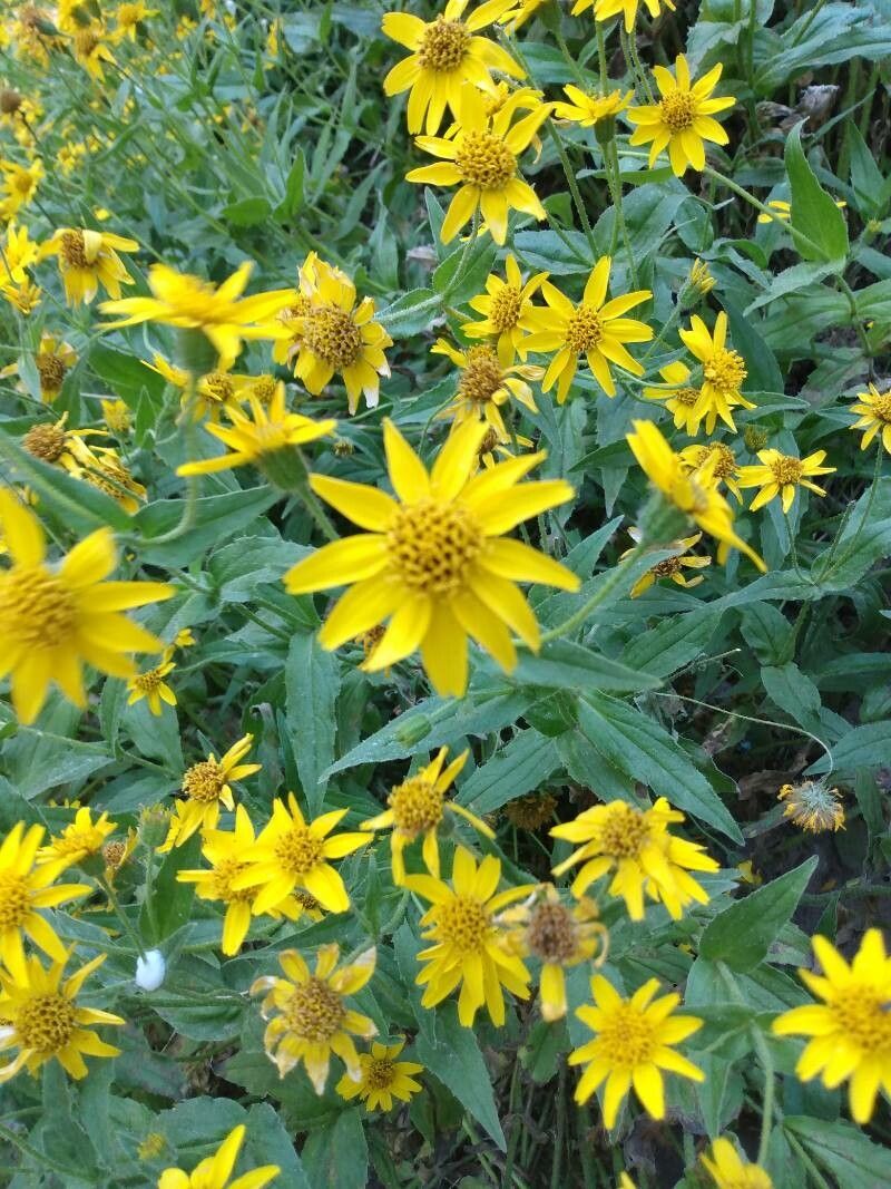 Arnica lanceolata flower