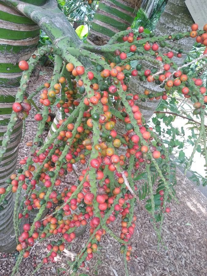 Rhopalostylis baueri fruit