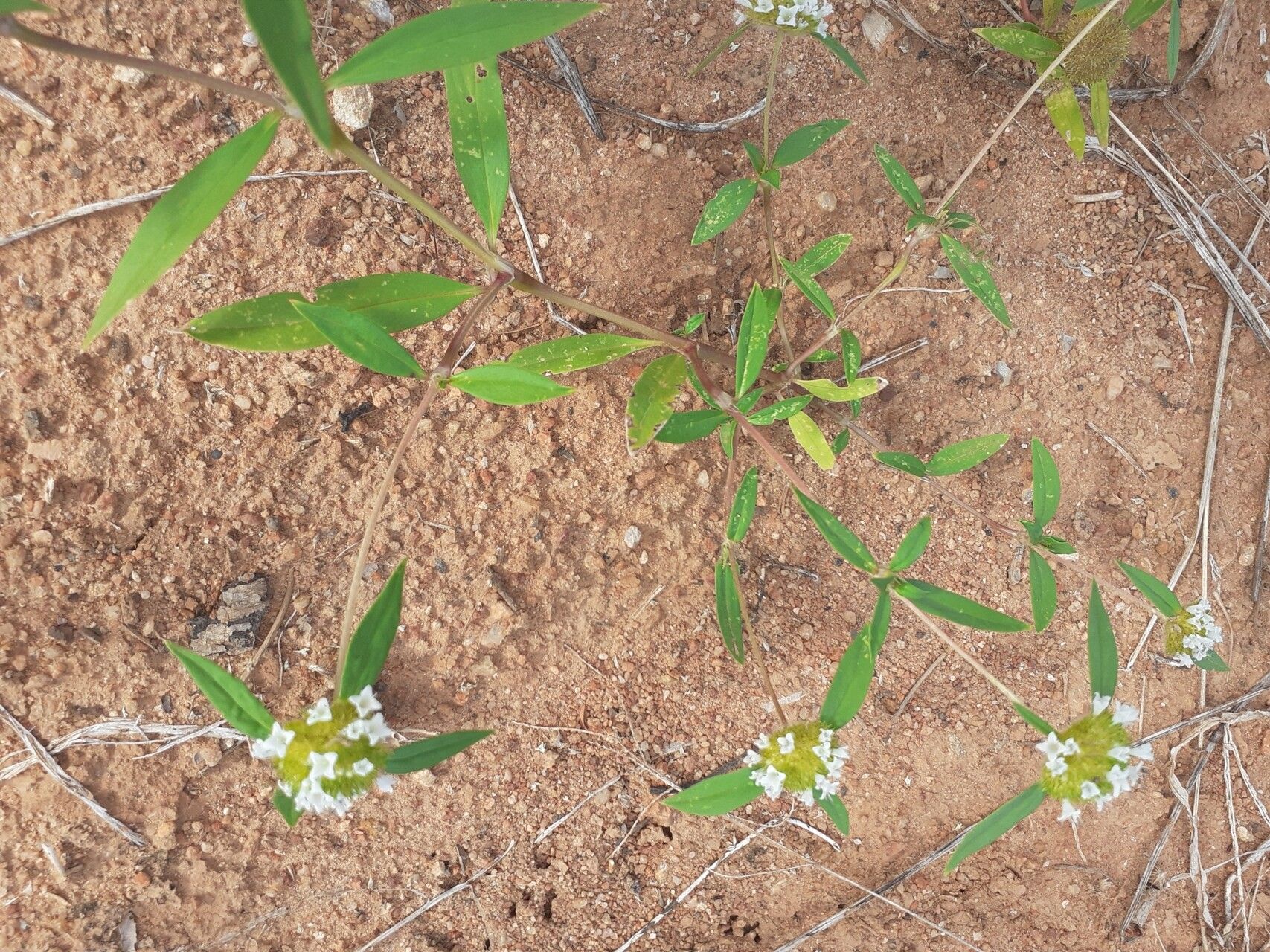 Spermacoce scabiosoides habit