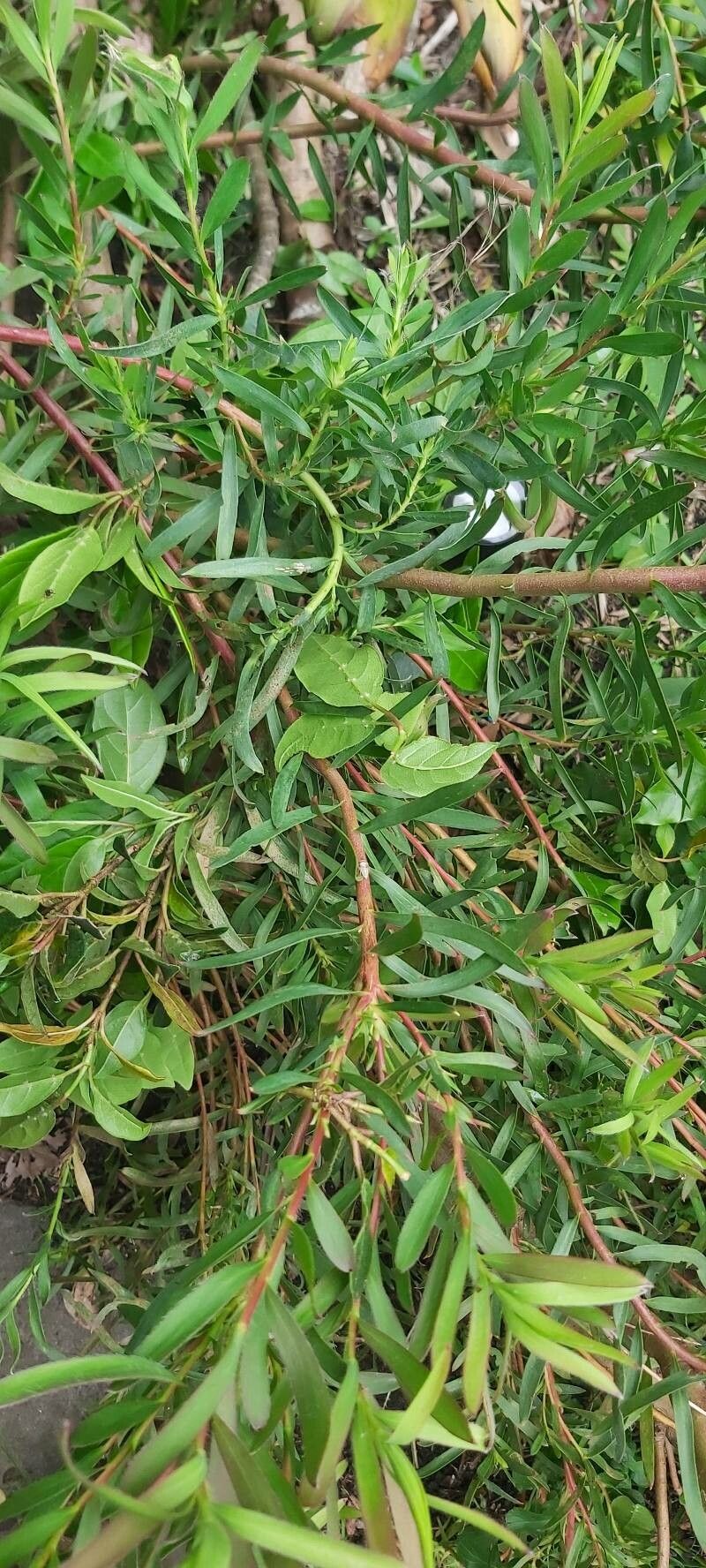 Leucadendron salignum bark