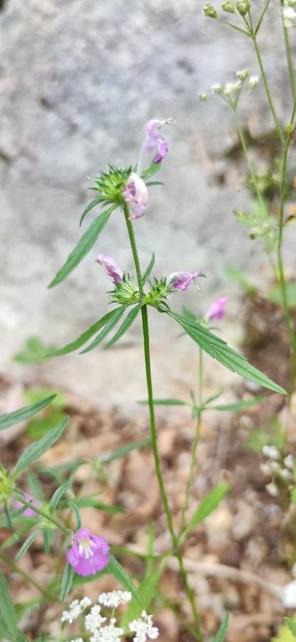 Galeopsis ladanum flower