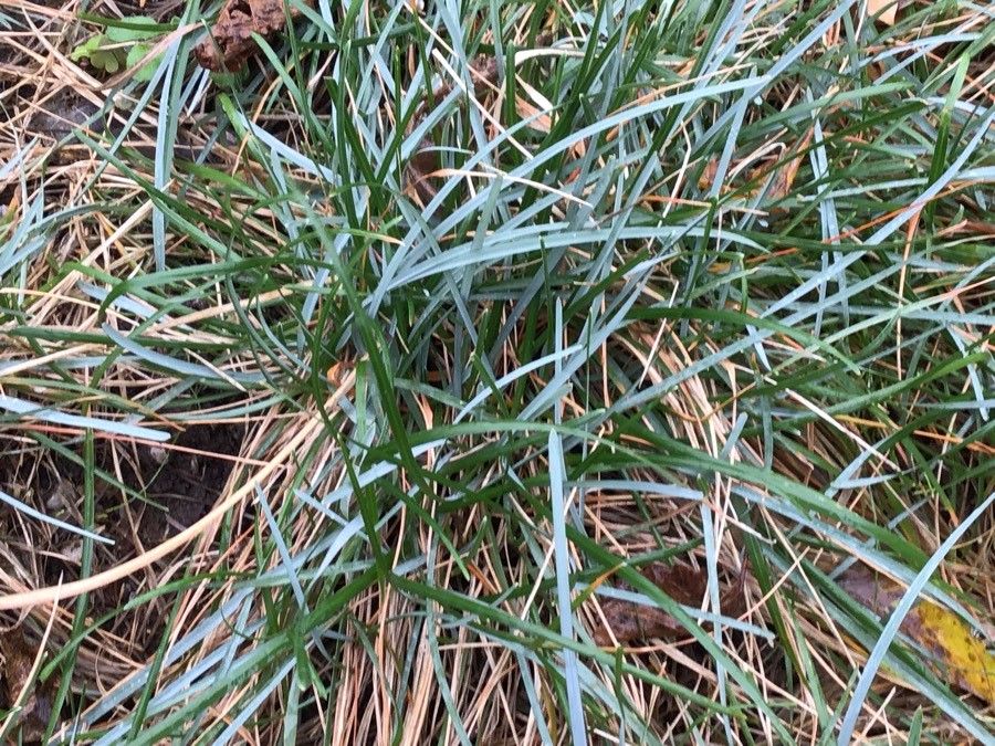Sesleria caerulea — related species from the same genus