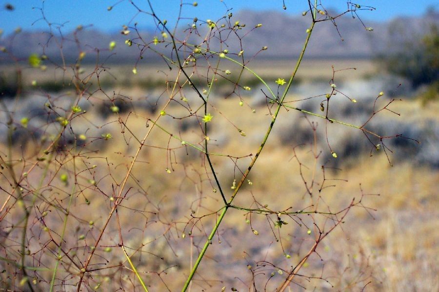 Eriogonum trichopes habit