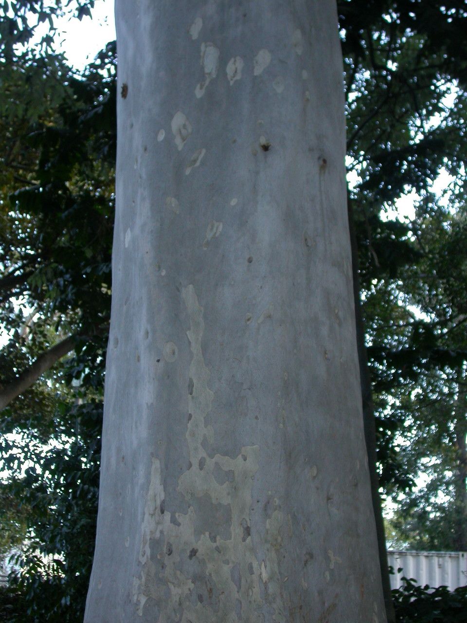 Corymbia citriodora bark